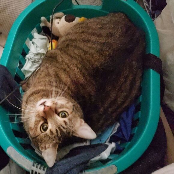 Other - Purchases go towardsmyfoster kittens and cats as well as to catch up onmy house